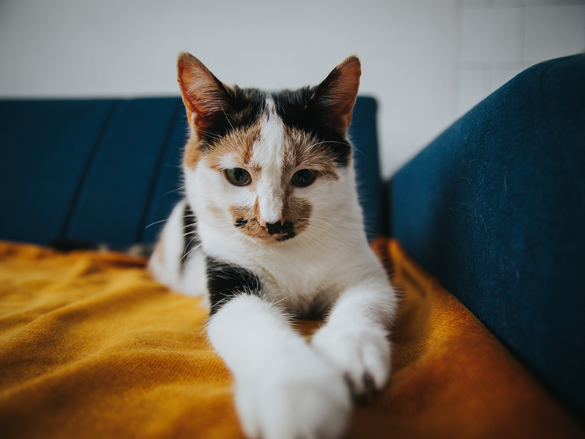 A closeup shot of a cute cat in mixed colors lying on a bed