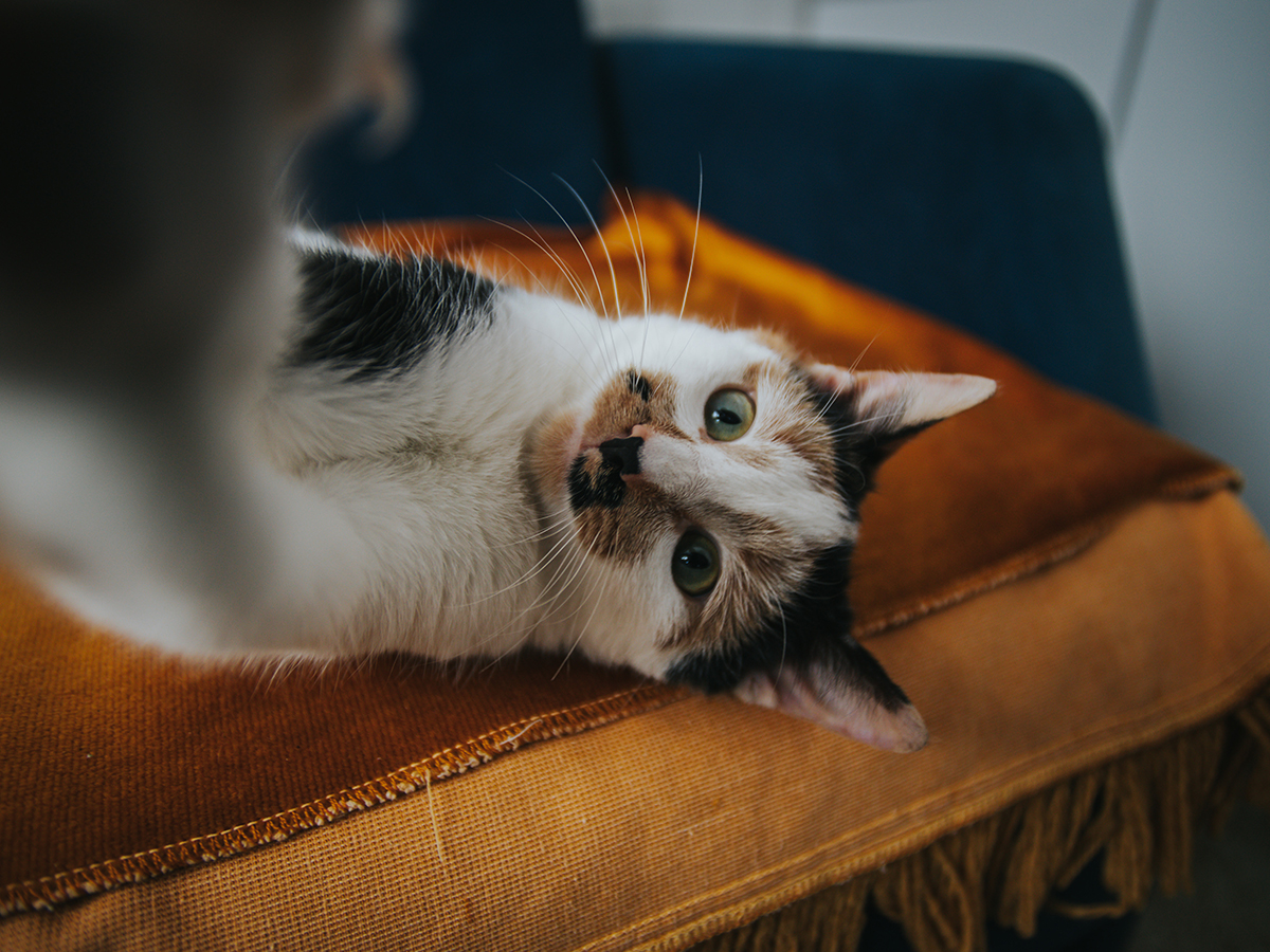 Sevimli kedi Petroom evcil hayvan ürünleri ile rahat bir köşede dinleniyor