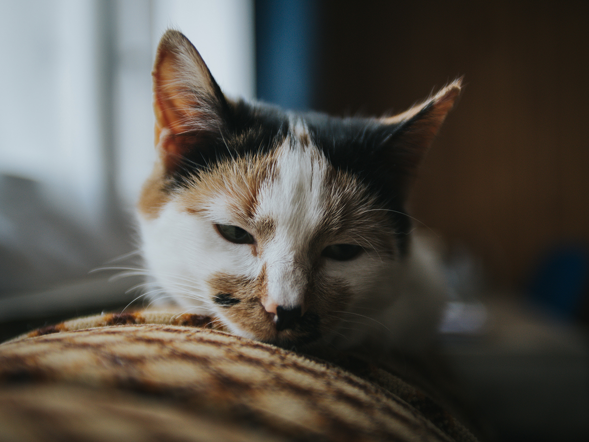 A closeup shot of a cute cat in mixed colors lying on a bed