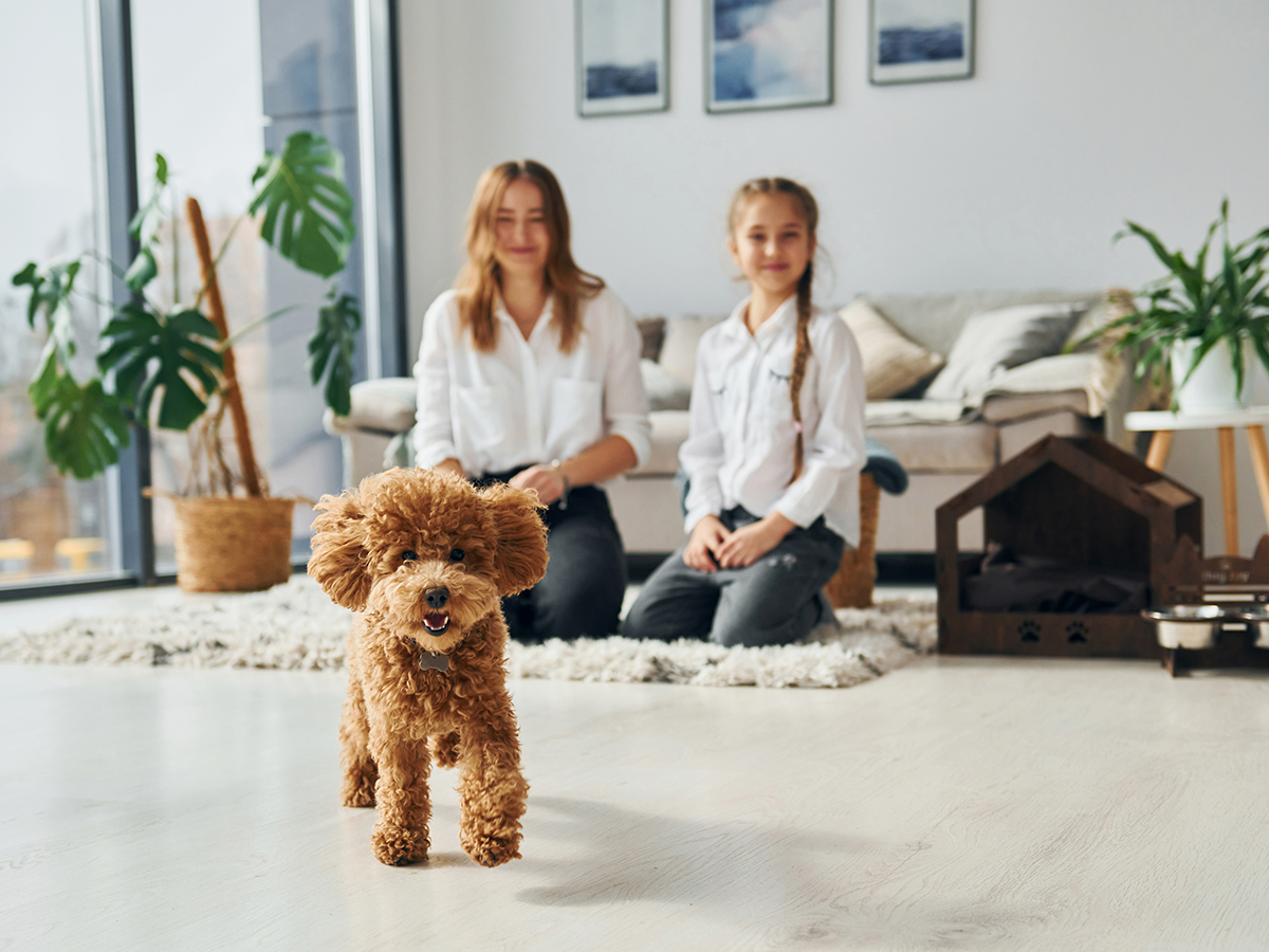 Mother with her daughter playing with dog. Cute little poodle puppy is indoors in the modern domestic room.