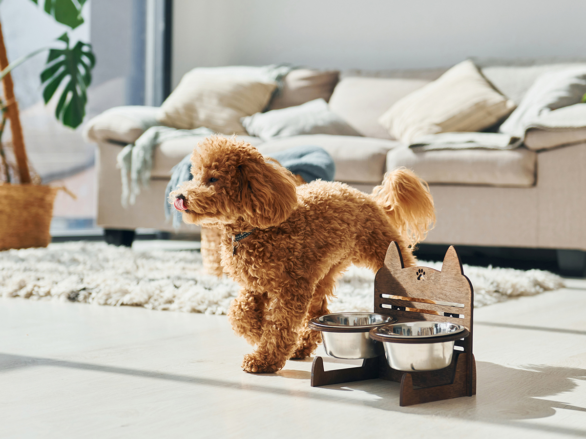 Cute little poodle puppy is indoors in the modern domestic room.