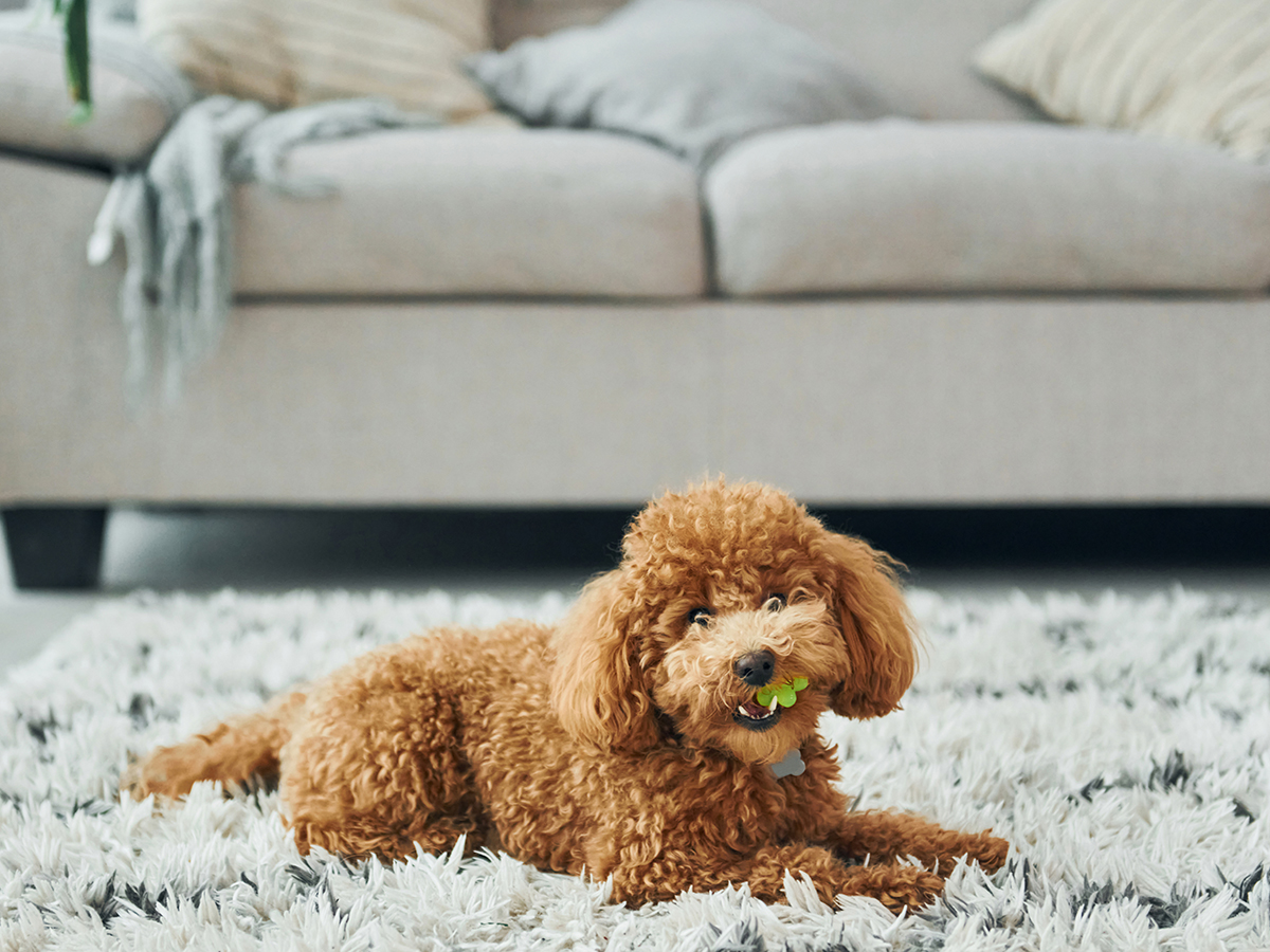 Cute little poodle puppy is indoors in the modern domestic room.