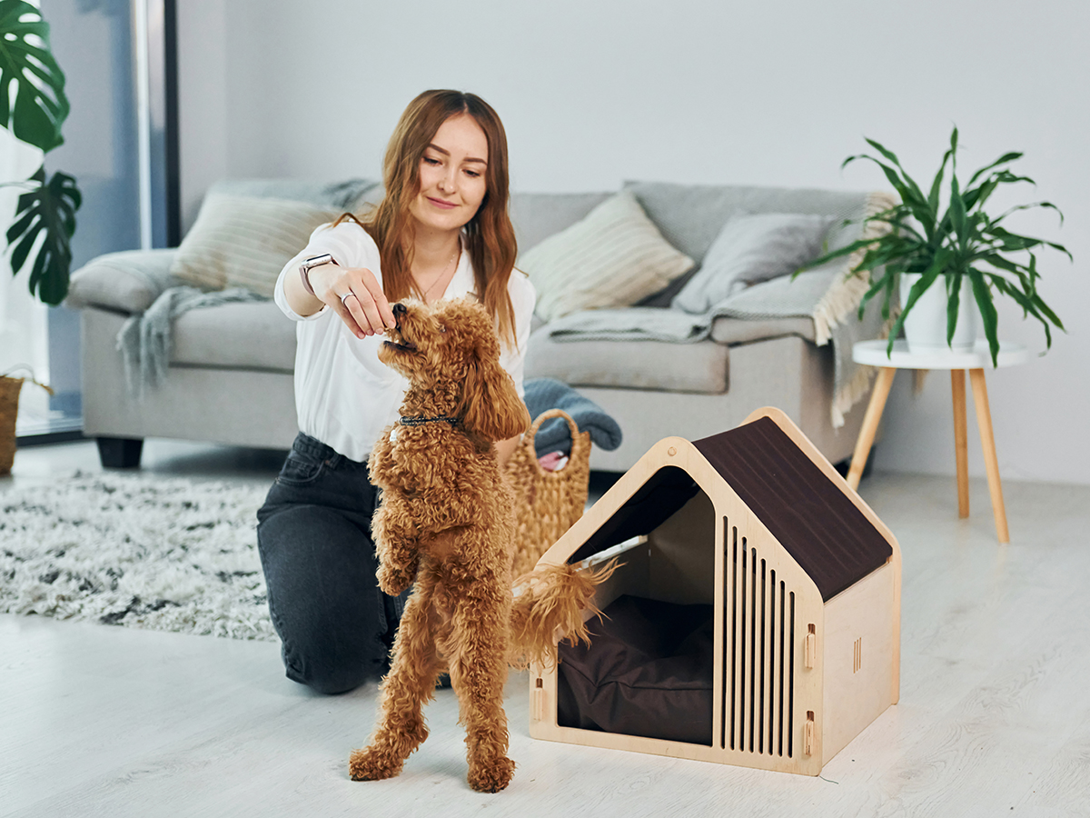 Female owner playing with her pet. Cute little poodle puppy is indoors in the modern domestic room.